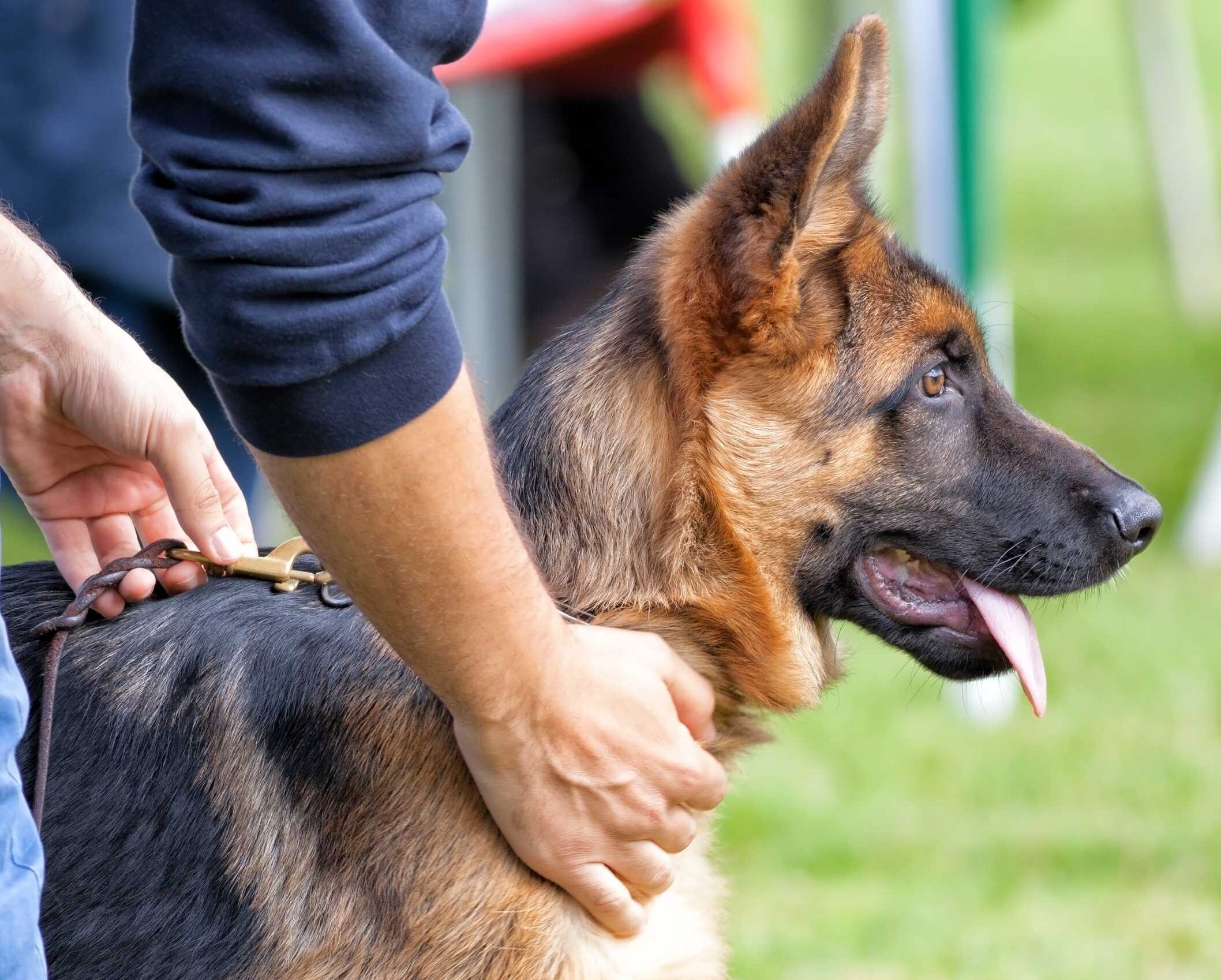 Maestría Internacional en Adiestramiento de Perros para Defensa y Vigilancia