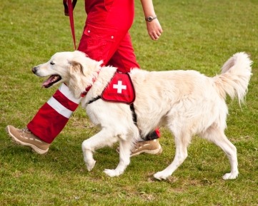 Maestría Internacional en Adiestramiento de Perros para el Salvamento y Rescate de Víctimas