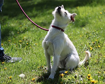 Maestría Internacional en Etología Canina Avanzada, Educación y Adiestramiento Canino